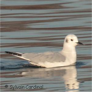 Que mange les mouettes