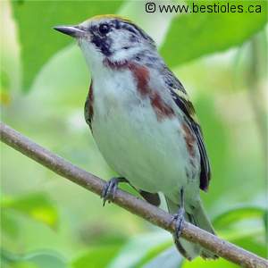 Paruline � flancs marron
