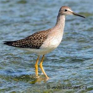 Photo d'un petit chevalier