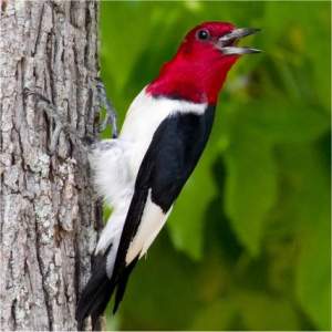 Pic � t�te rouge