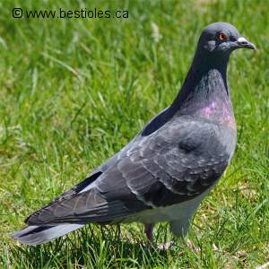 Pigeon