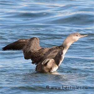Plongeon Catmarin