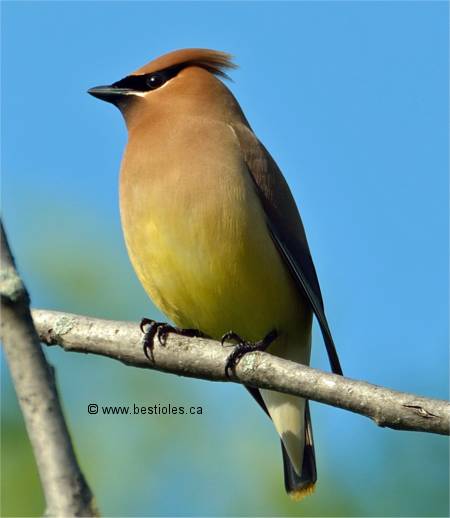 Photographie d'un jaseur d'Am�rique