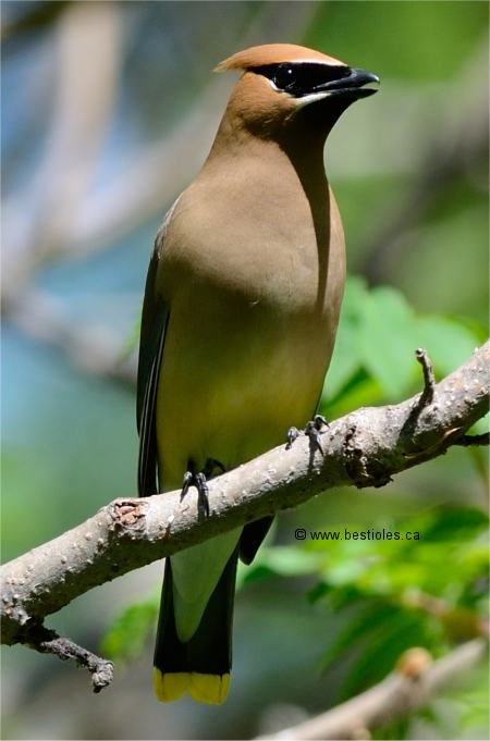 Photo de jaseur d'Am�rique perch� sur un arbre