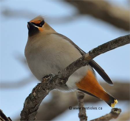 Le jaseur boréal - Bombycilla garrulus