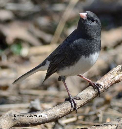 Junco ardois�