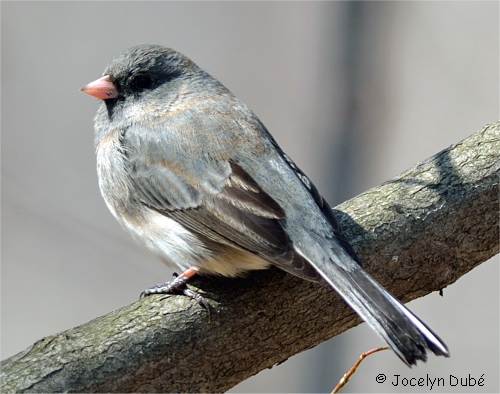 Junco ardois� femelle