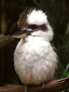 Image d'un kookaburra