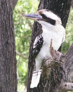 Photo d'un kookaburra
