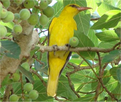 Photo d'un loriot d'europe