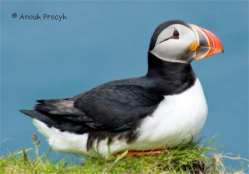 Photo de macareux moine