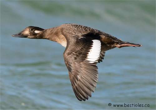Photo de macreuse brune femelle en vol