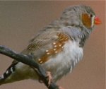 Photo d'un oiseau mandarin
