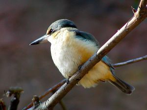 Image d'un martin p�cheur