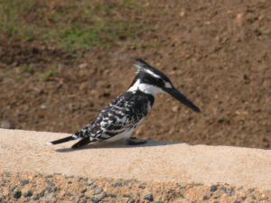 Photo d'un martin p�cheur