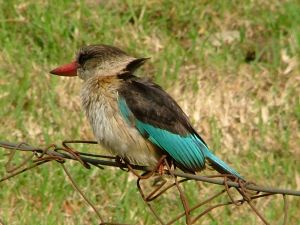 Photo de martin p�cheur