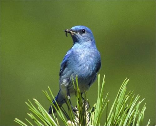 Photo de merlebleu azur�