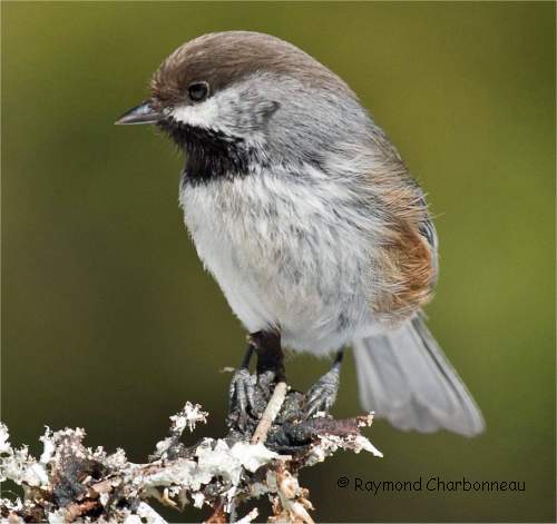 Mésange à tête brune