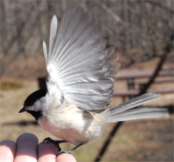 Photo des ailes d'une mésange