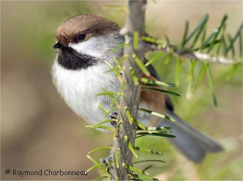 Mésange à tête brune