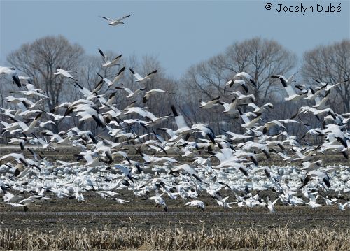 Photo d'oies blanches en migration