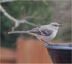 Photo d'un oiseau moqueur