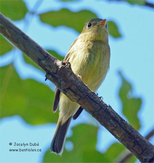 Photo de moucherolle à ventre jaune
