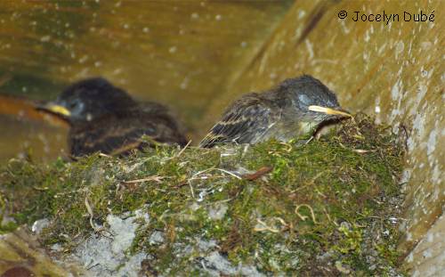 Nid de moucherolle ph�bi