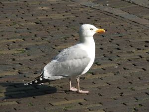 Photo d'une mouette