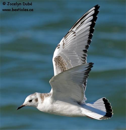 Mouette de Bonaparte en plumage d'hiver
