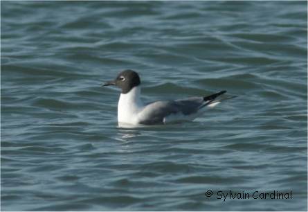 Photo d'une mouette de Bonaparte