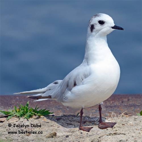 Photo d'une mouette pygmée en plumage hivernal