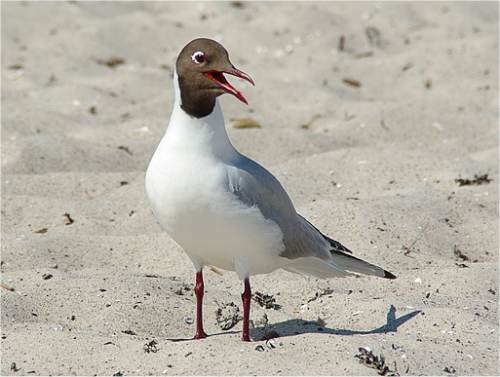 Mouette Rieuse Chroicocephalus Ridibundus