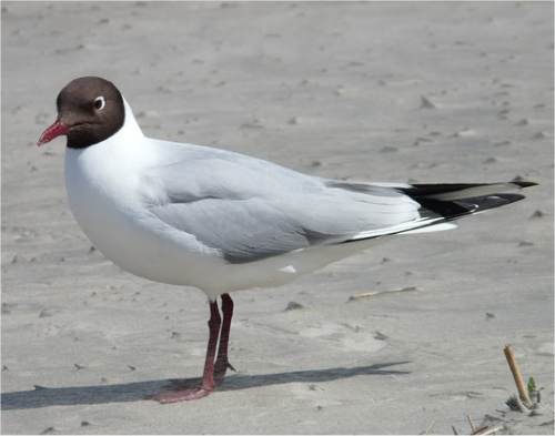 Mouette Rieuse Chroicocephalus Ridibundus