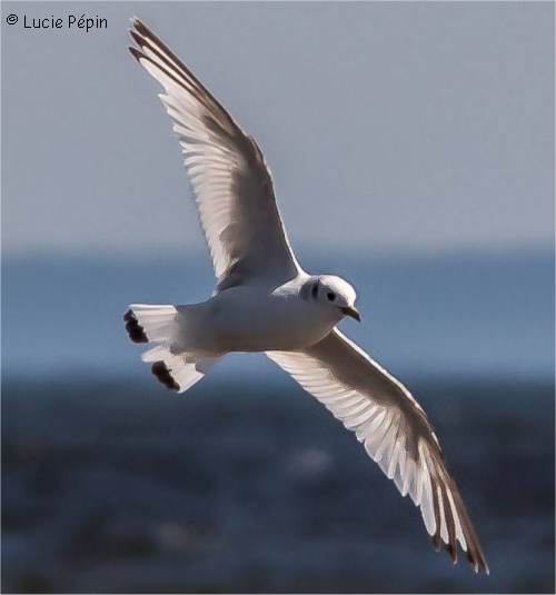 Mouette tridactyle immature