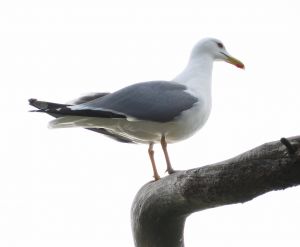 La Mouette Une Espece D Oiseaux Omnivore