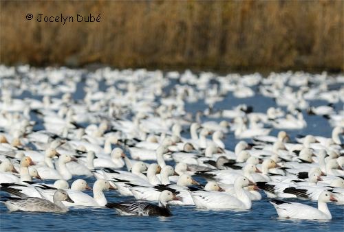 Photo d'oies blanches en migration