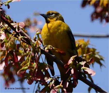 Photo d'une femelle oriole de baltimore