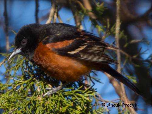 Photo d'un oriole des vergers m�le