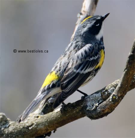 Photo d'une paruline � croupion jaune m�le