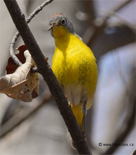Photo d'une paruline � joues grises m�le