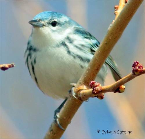 Photo d'une paruline azur�e m�le