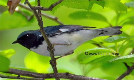 Photgraphie de paruline bleue m�le