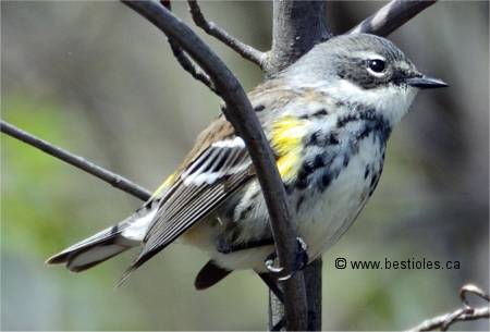 Photo d'une paruline � croupion jaune femelle
