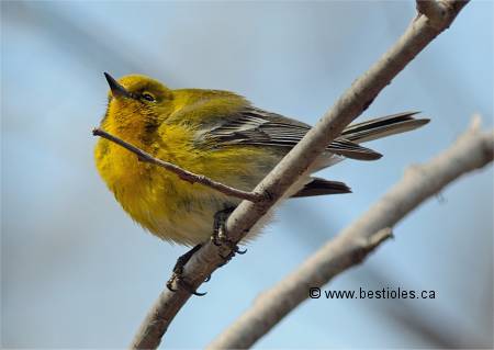 Photgraphie d'une paruline des pins