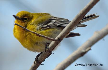 Photo d'une paruline des pins mâle