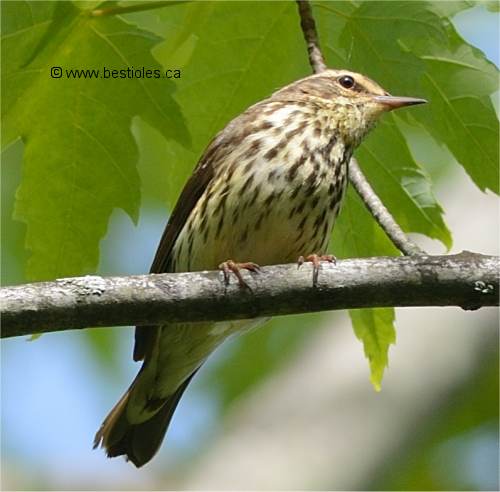 Photo de paruline des ruisseaux sur une branche