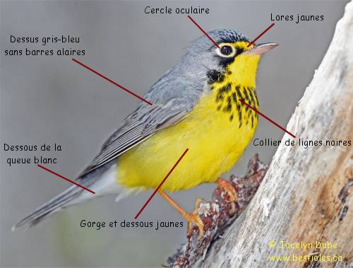 Identification de la paruline du Canada