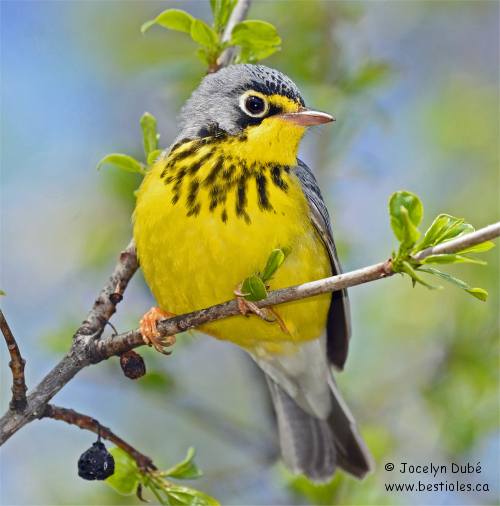 Photo d'une paruline du Canada mâle