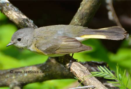 Photo d'une paruline flamboyante femelle
